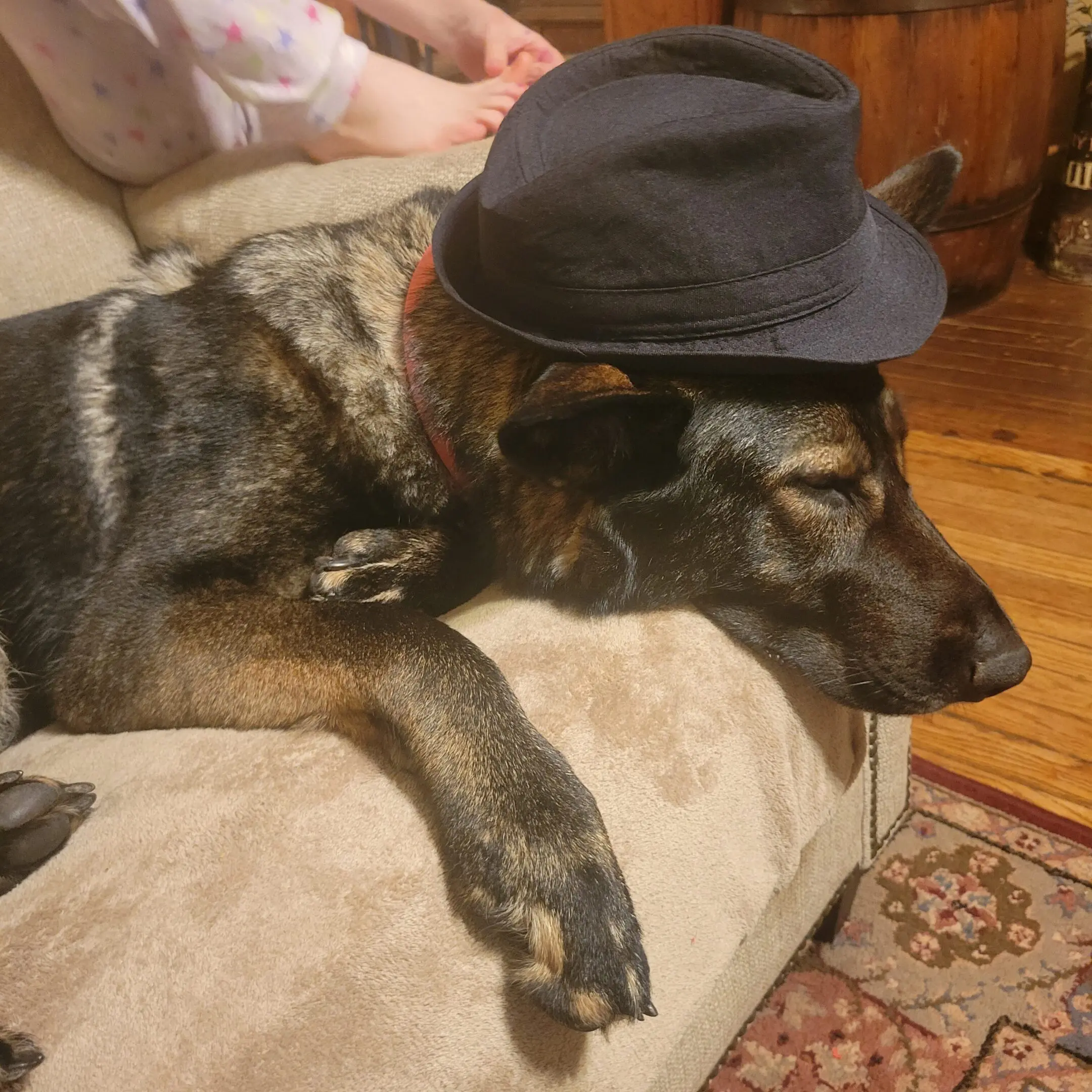 Dog sleeping with hat on sofa.