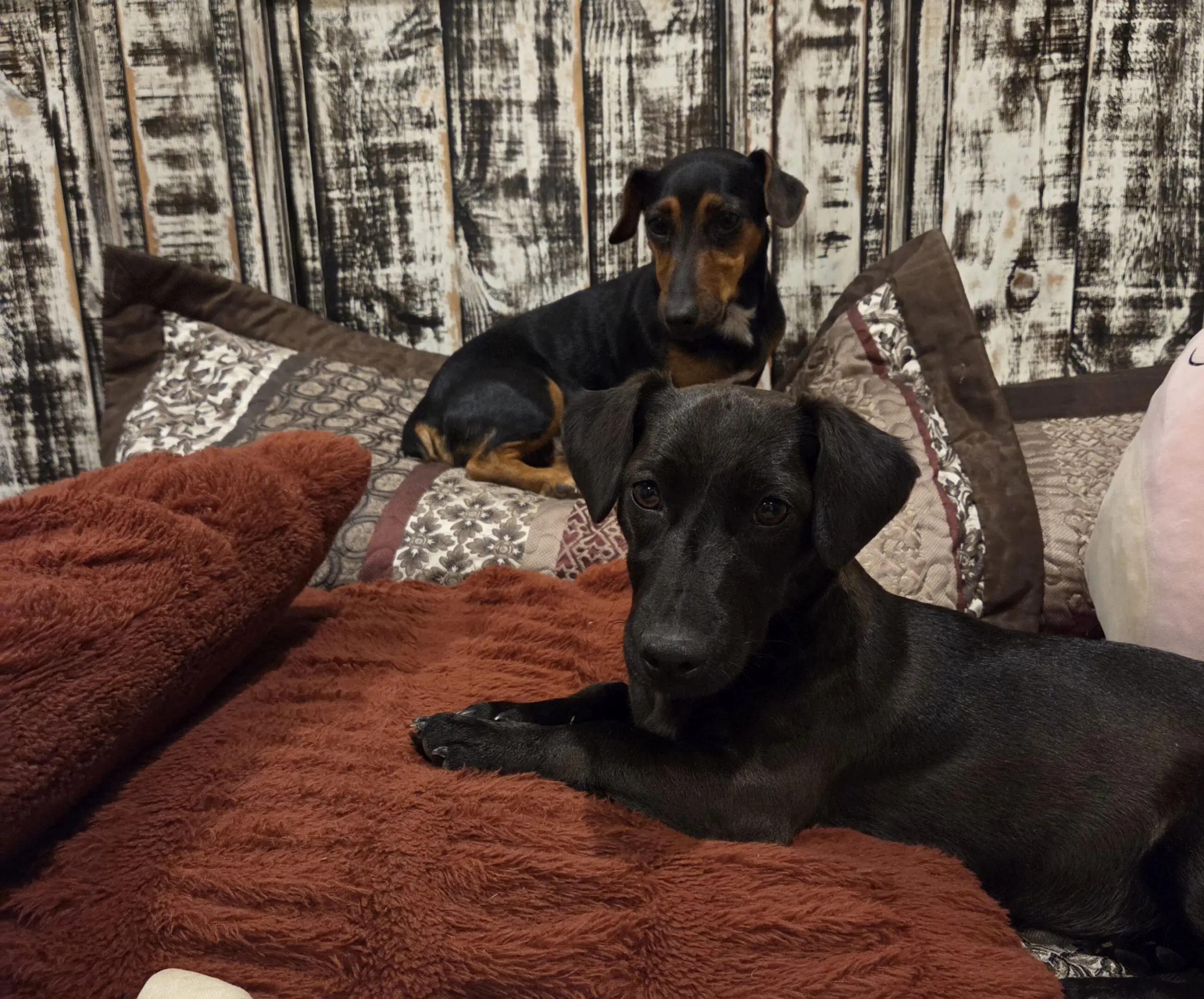 Two dogs resting on brown blanket