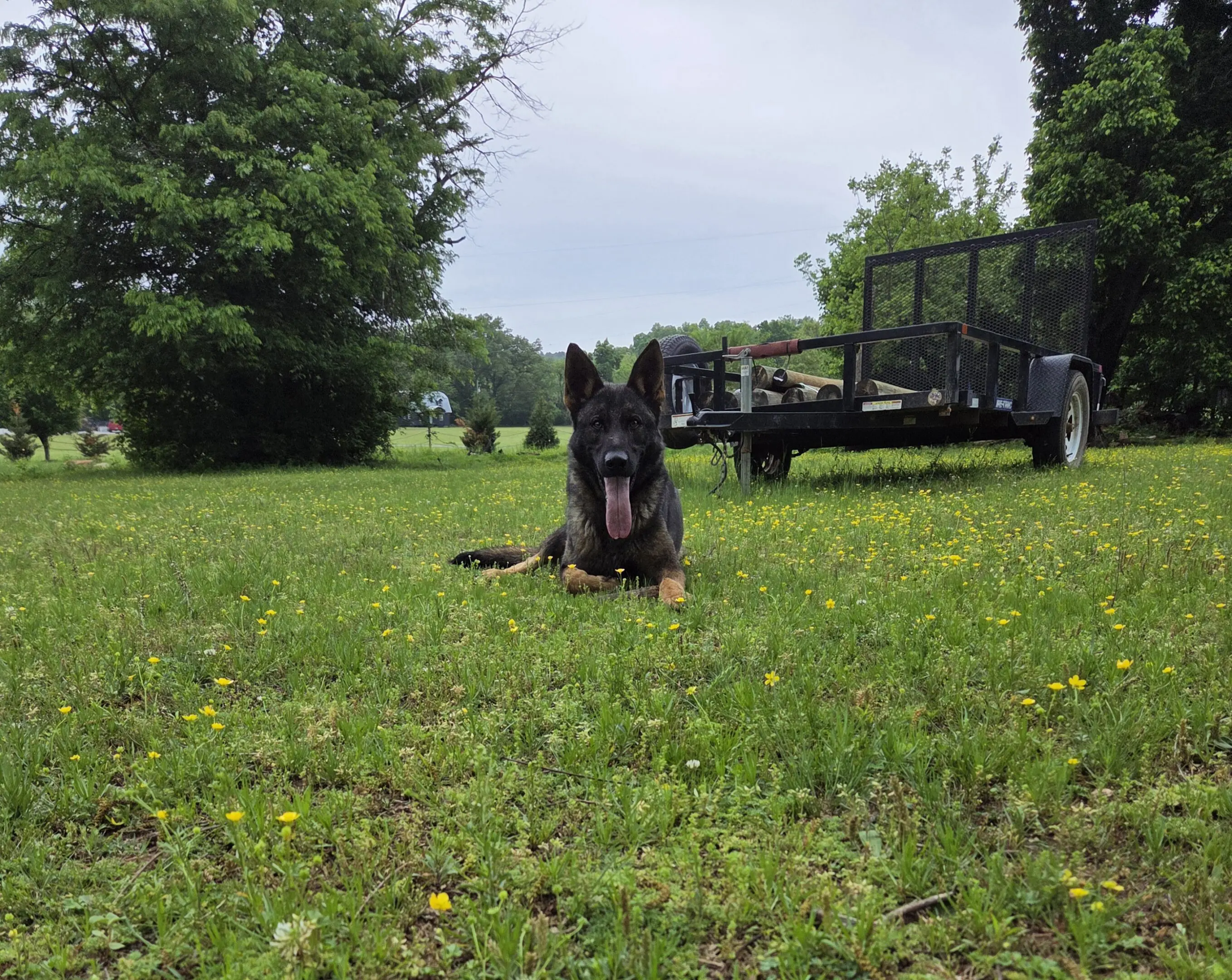 Dog lying in grassy field near trailer