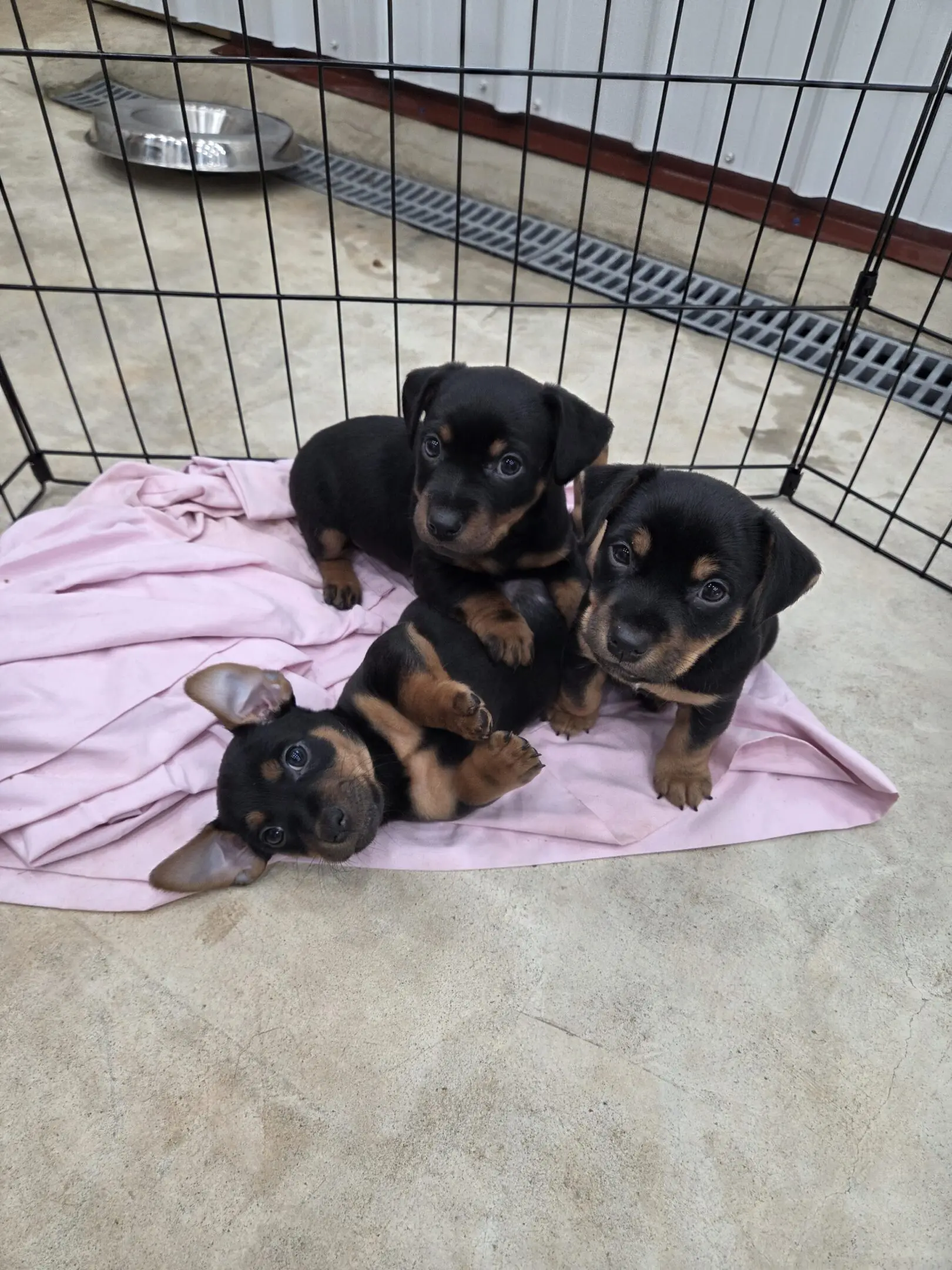 Three black and tan puppies on pink blanket