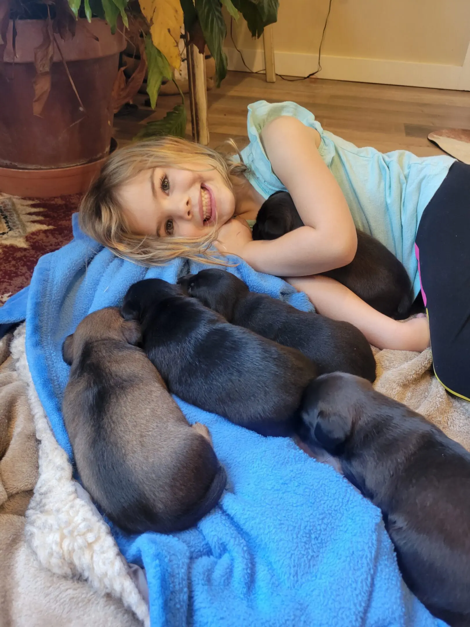 Girl cuddling sleeping puppies on blue blanket
