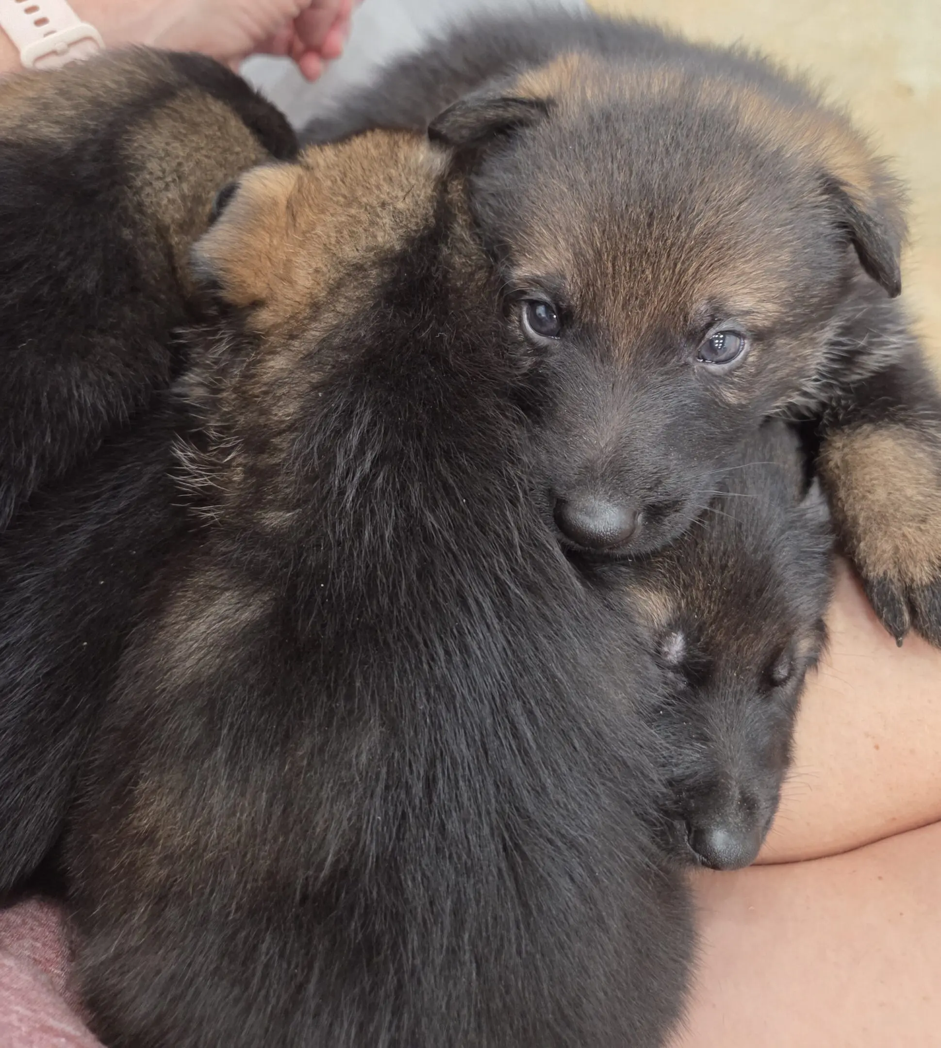 Three German Shepherd puppies cuddling on lap