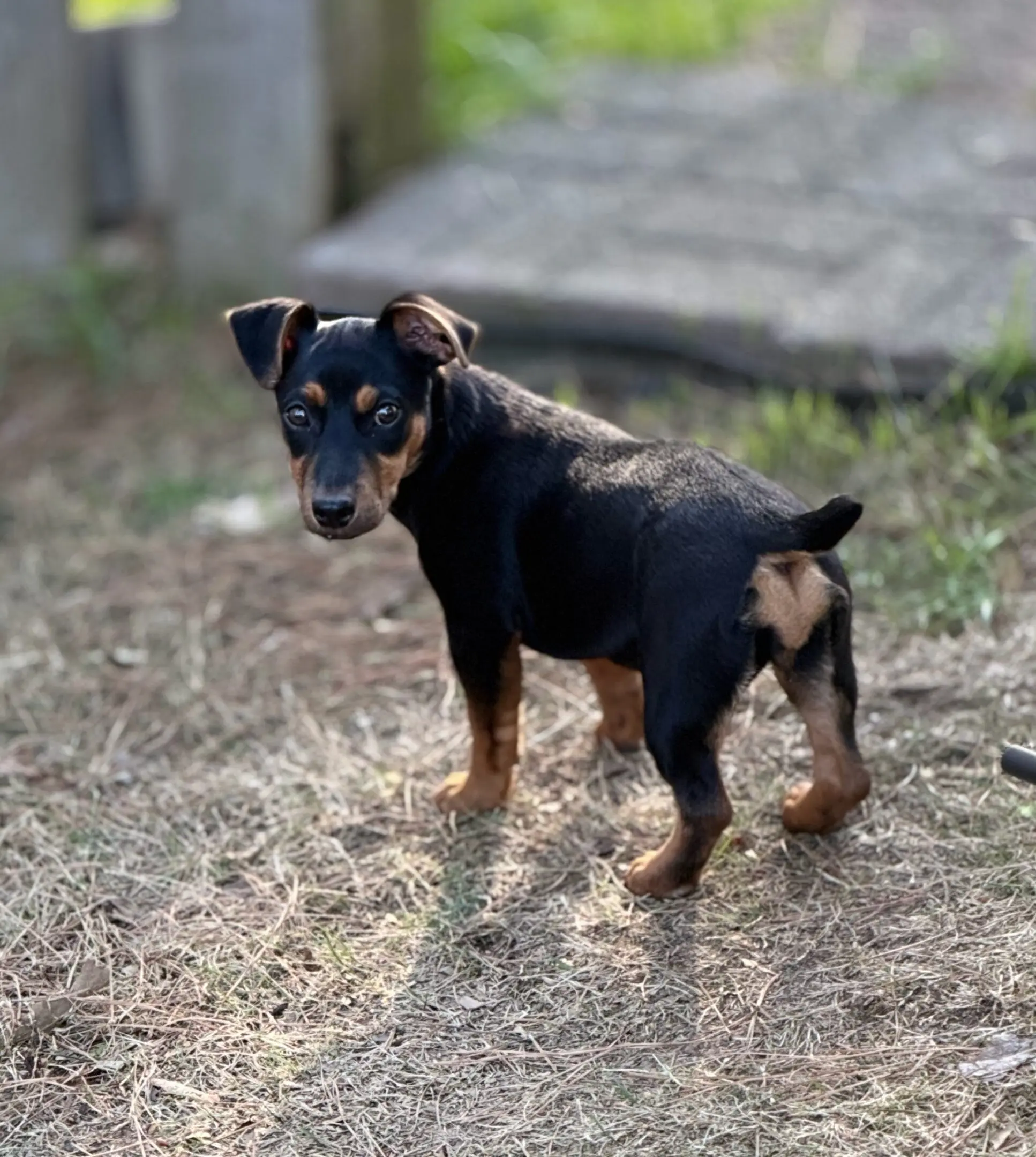 Black and tan puppy looking back outdoors