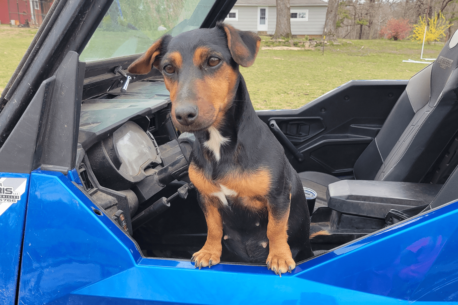 Black-and-tan dog sitting in blue vehicle