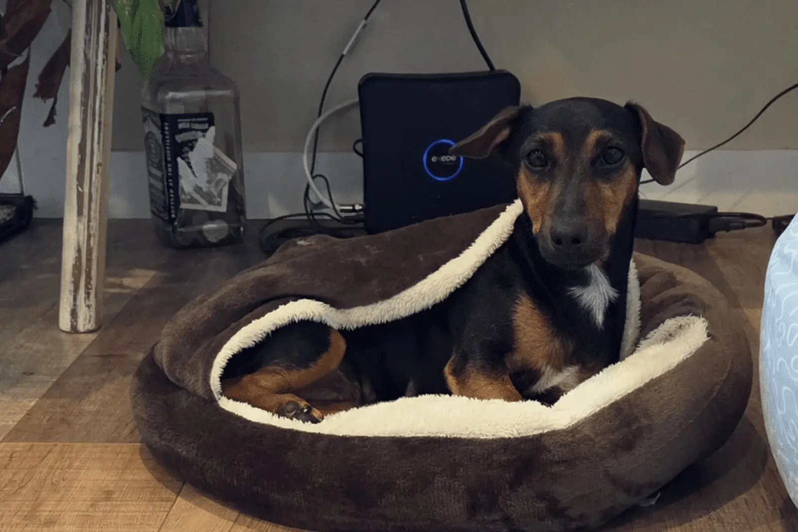 Black-and-tan dog nestled in brown plush bed