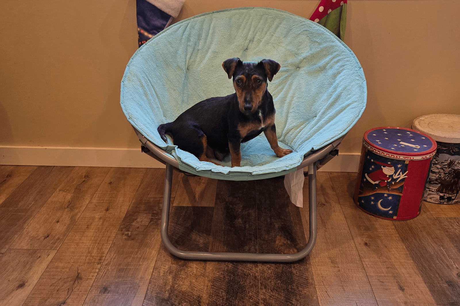 Small black and tan dog on blue chair