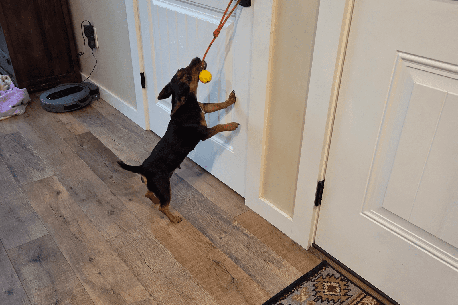 Puppy tugging yellow ball on door