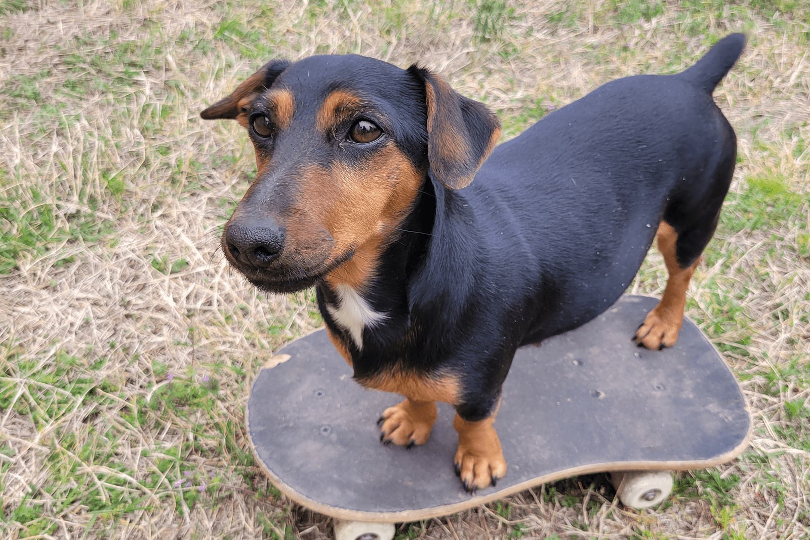 Black and tan dachshund on skateboard