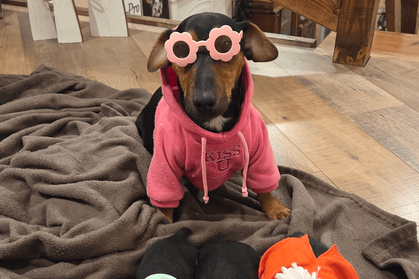 Dachshund in pink hoodie and flower sunglasses
