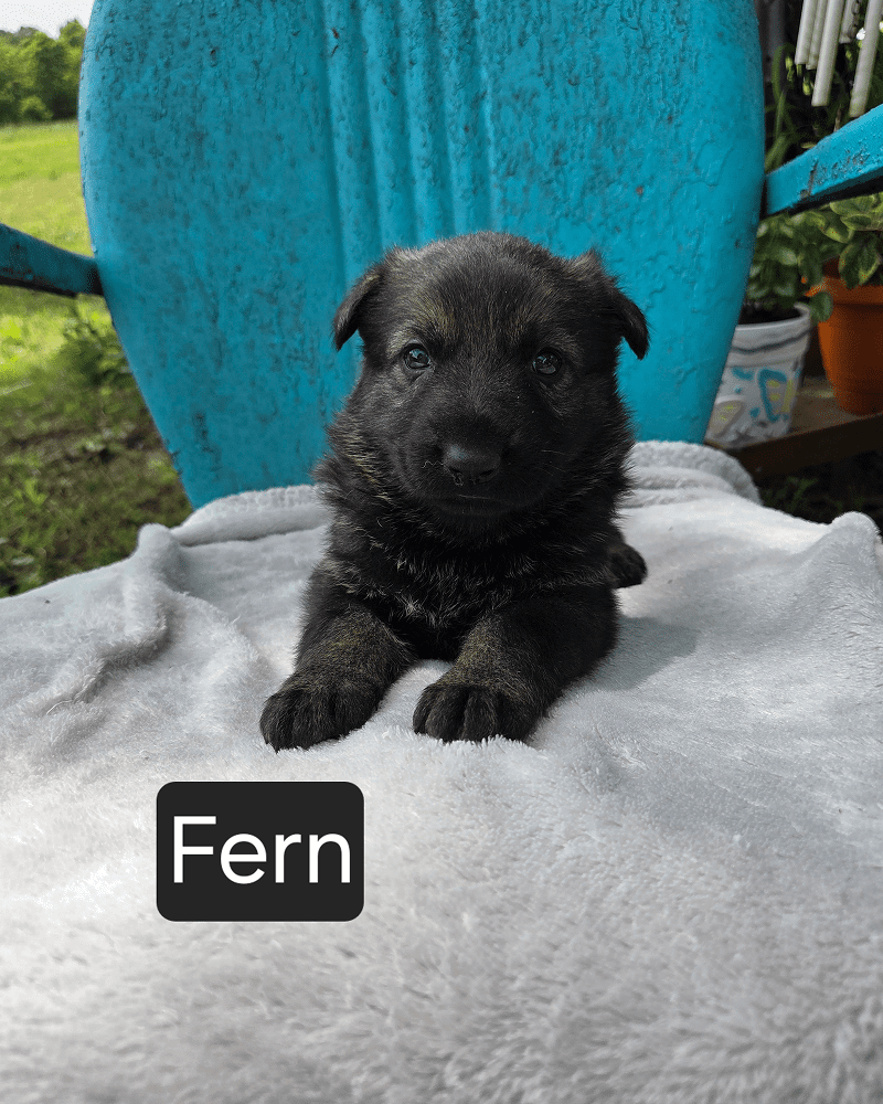 Black German Shepherd puppy on blue chair