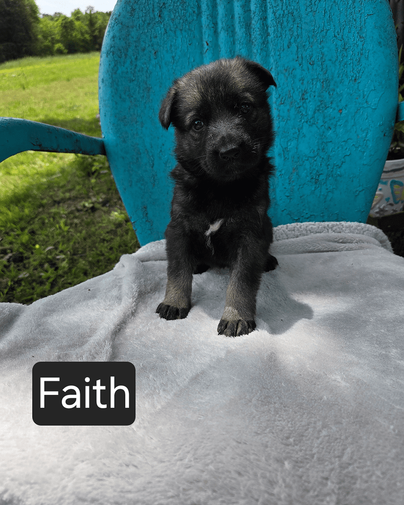 Black puppy sitting on teal chair outdoors