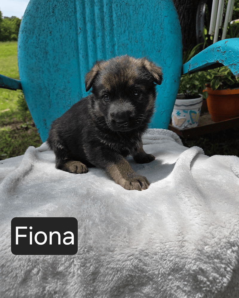 Small black-and-tan puppy on blue chair