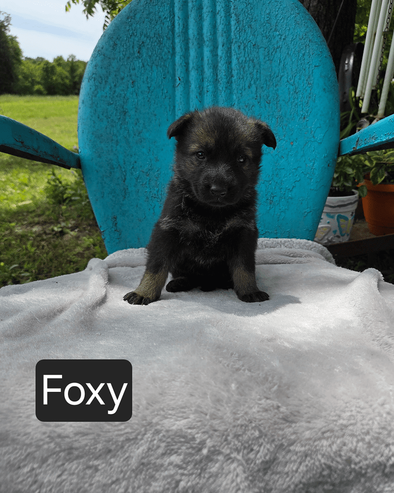 Adorable black puppy on turquoise chair outdoors