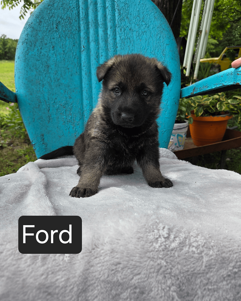 German Shepherd puppy sitting on blue chair