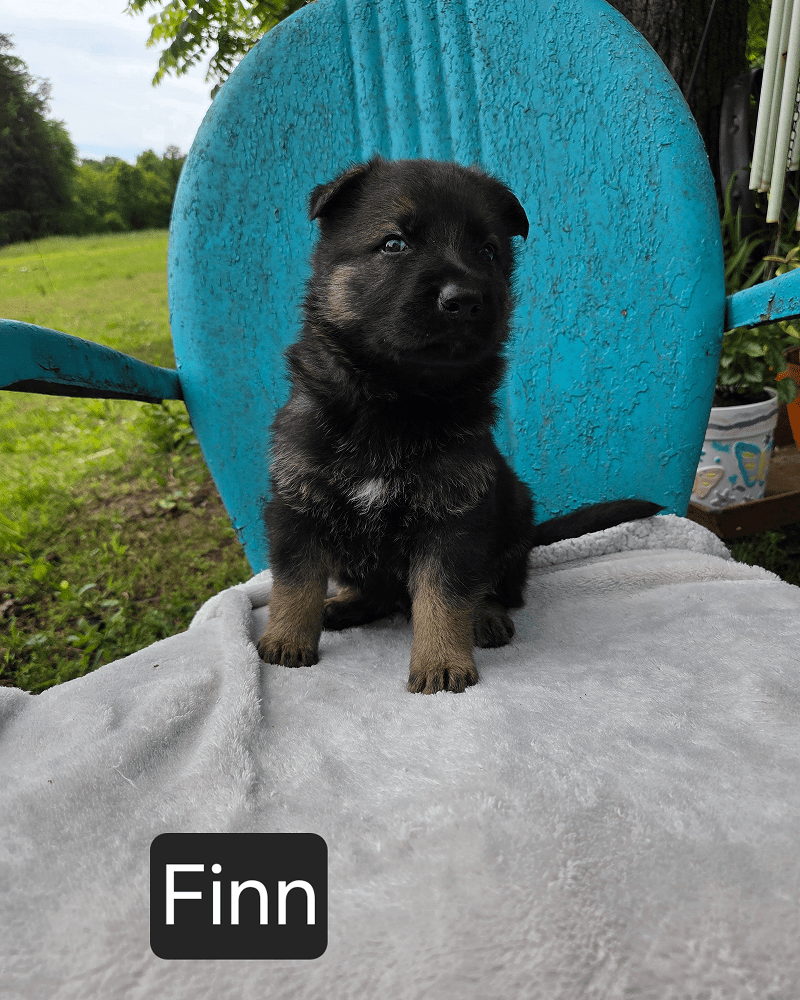 Black and tan puppy sitting on turquoise chair