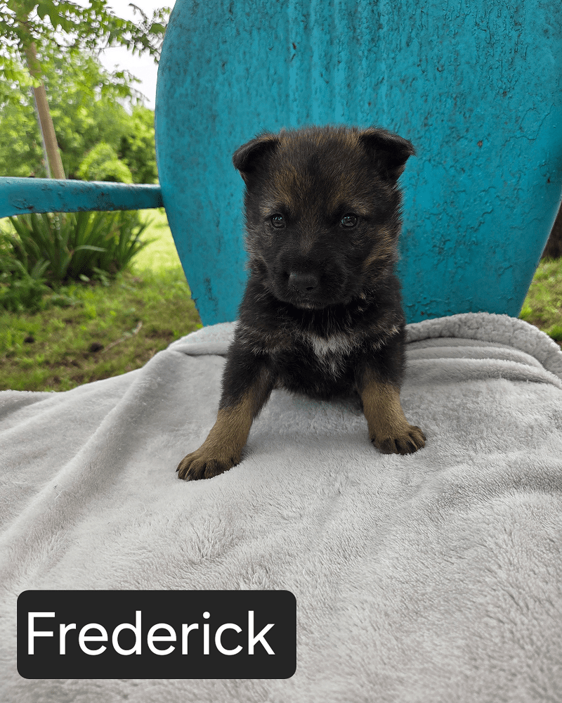Black and tan puppy on gray blanket