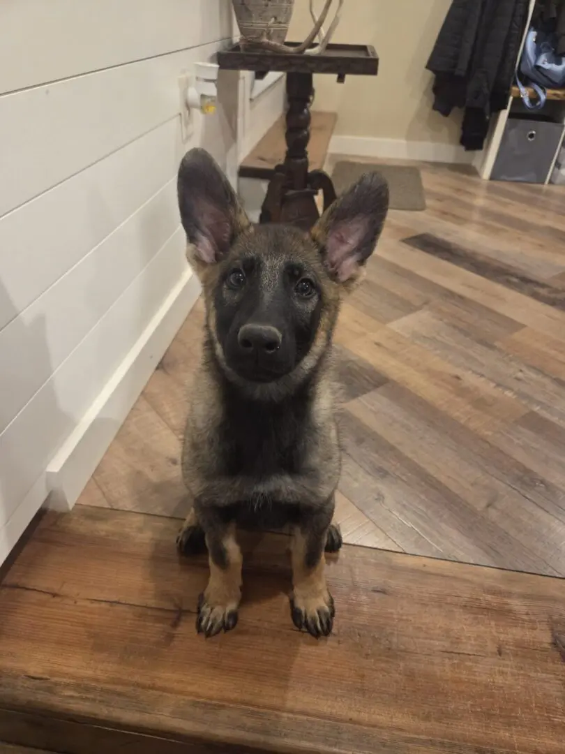 German Shepherd puppy sitting on wooden floor