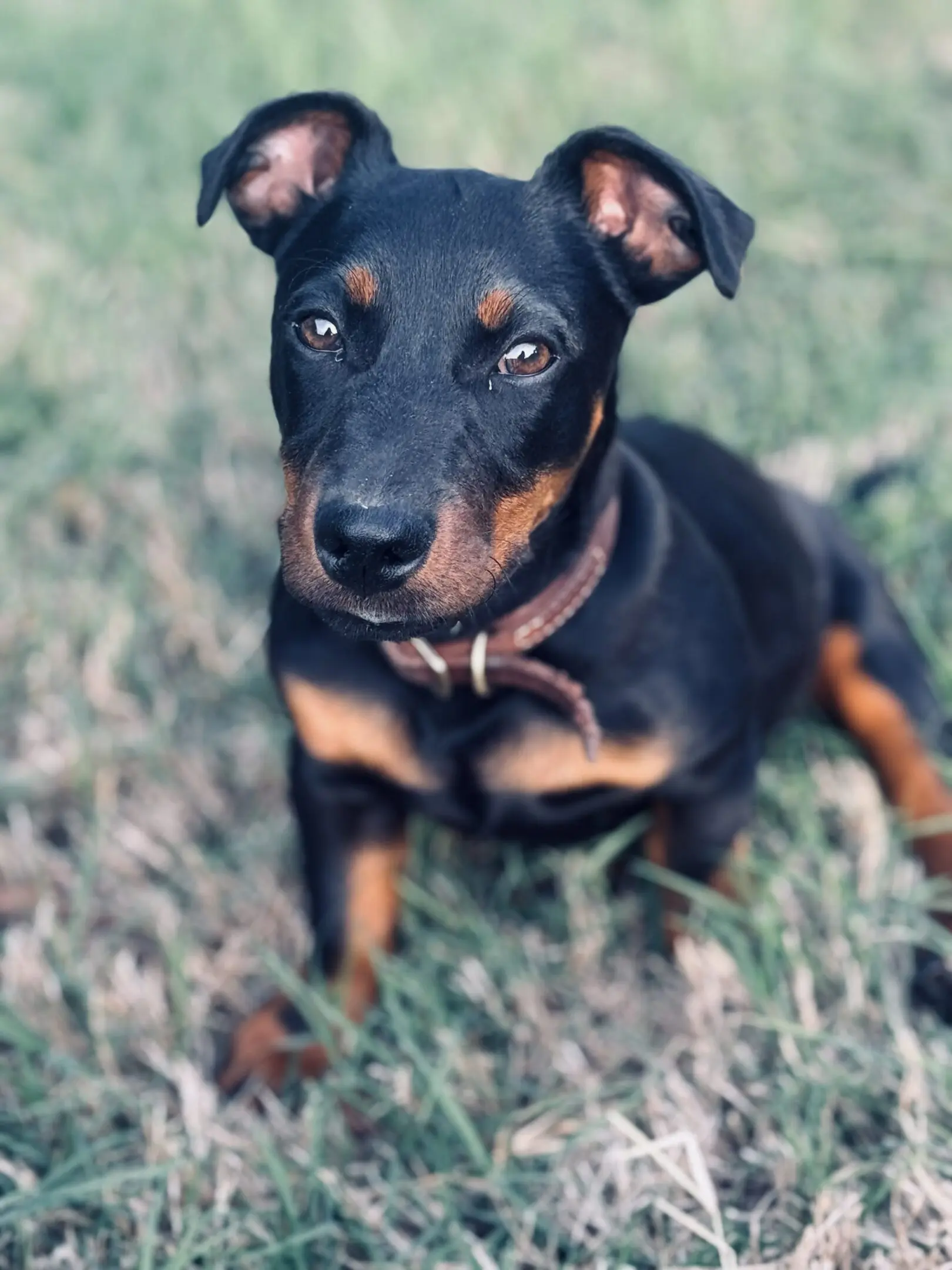 Small black-and-tan dog sitting on grass