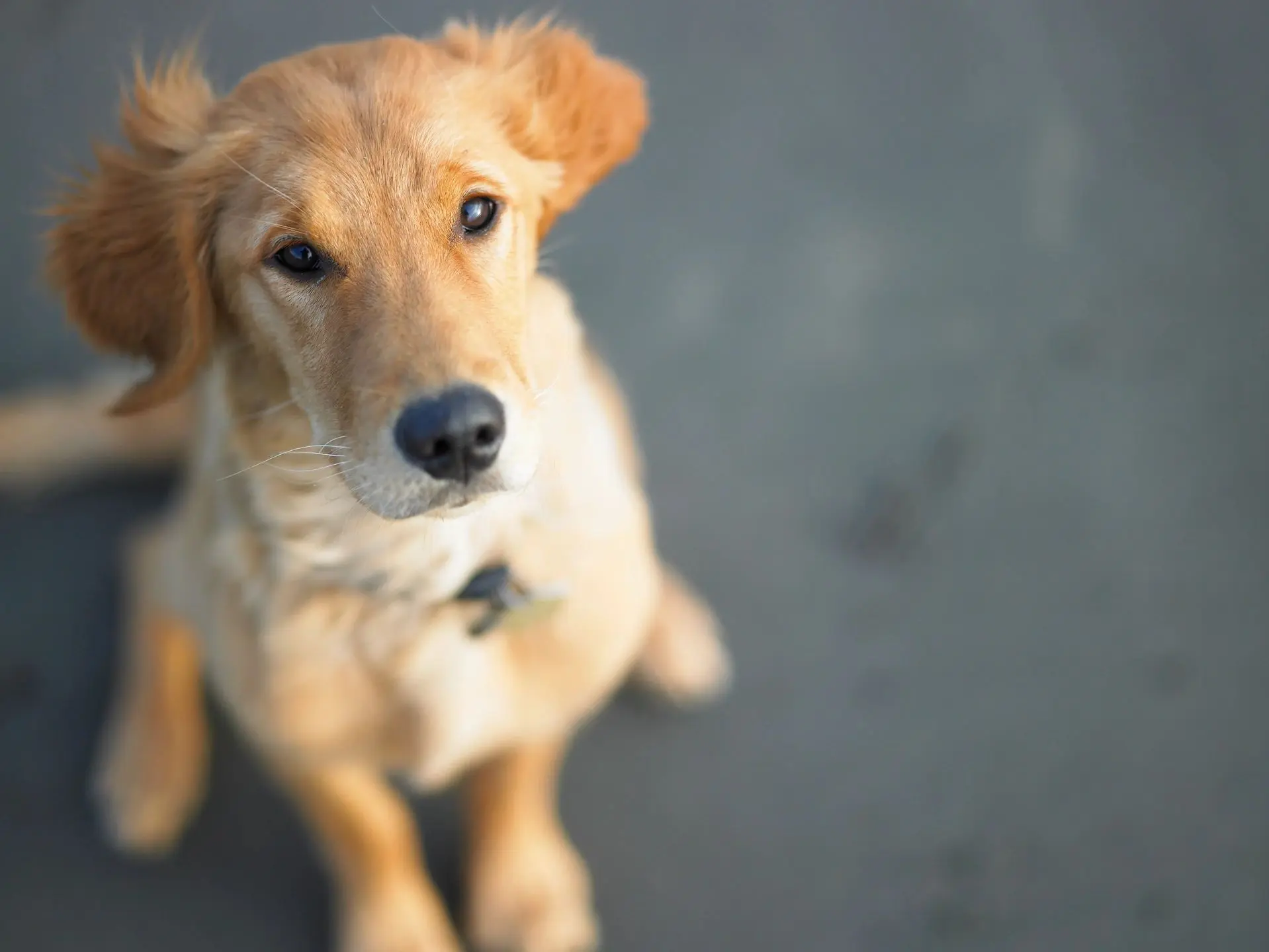 Golden retriever puppy sitting and looking up