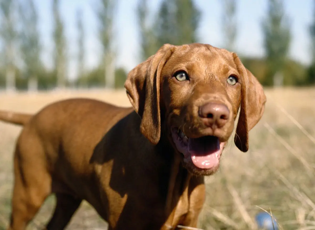 Brown puppy in sunlit grassy field