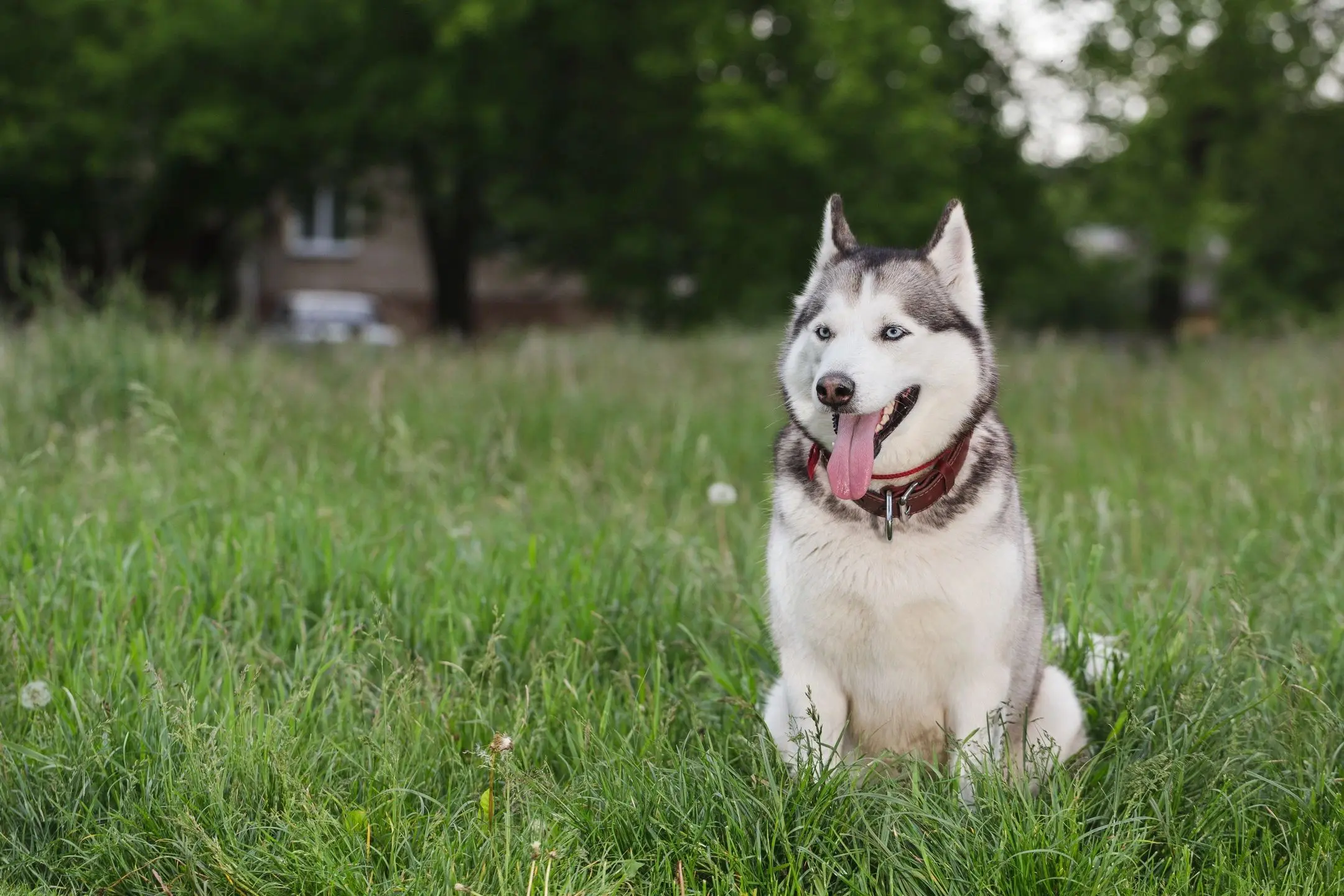 Siberian husky sitting in grassy field