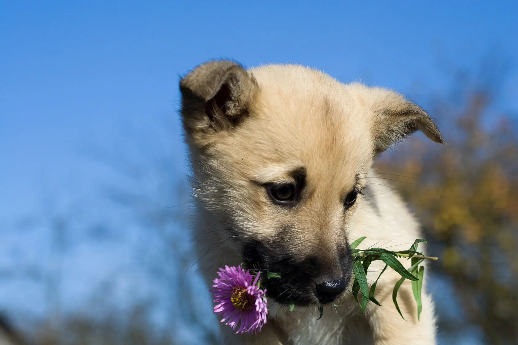 Puppy holding a purple flower in mouth