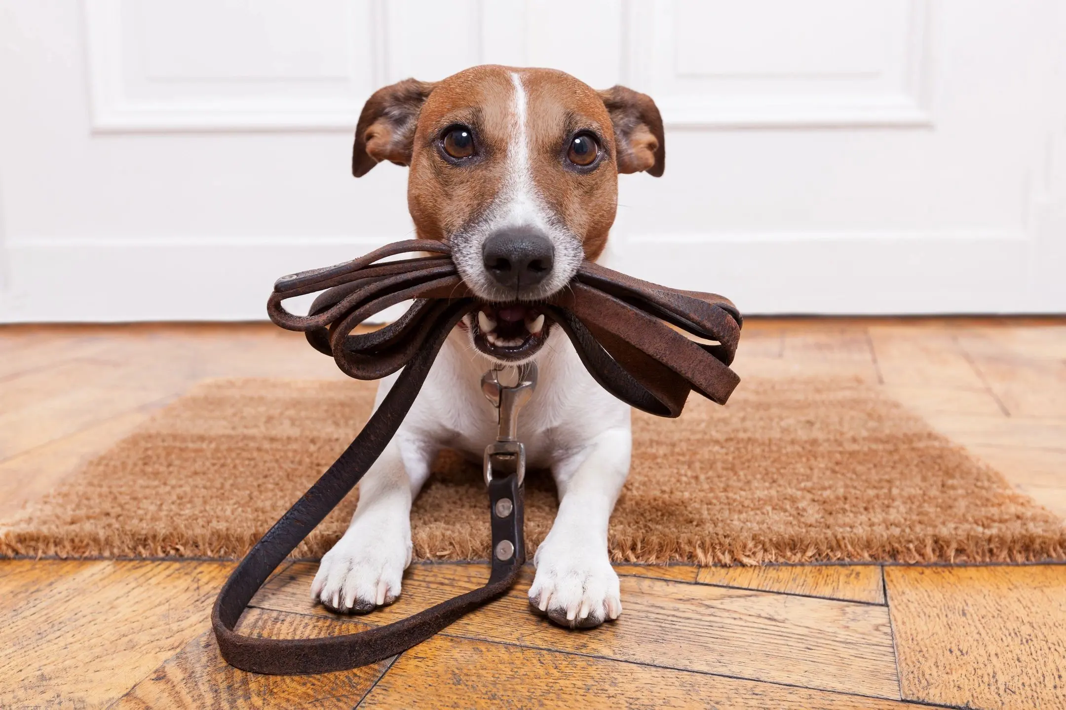Dog holding leash in mouth by door