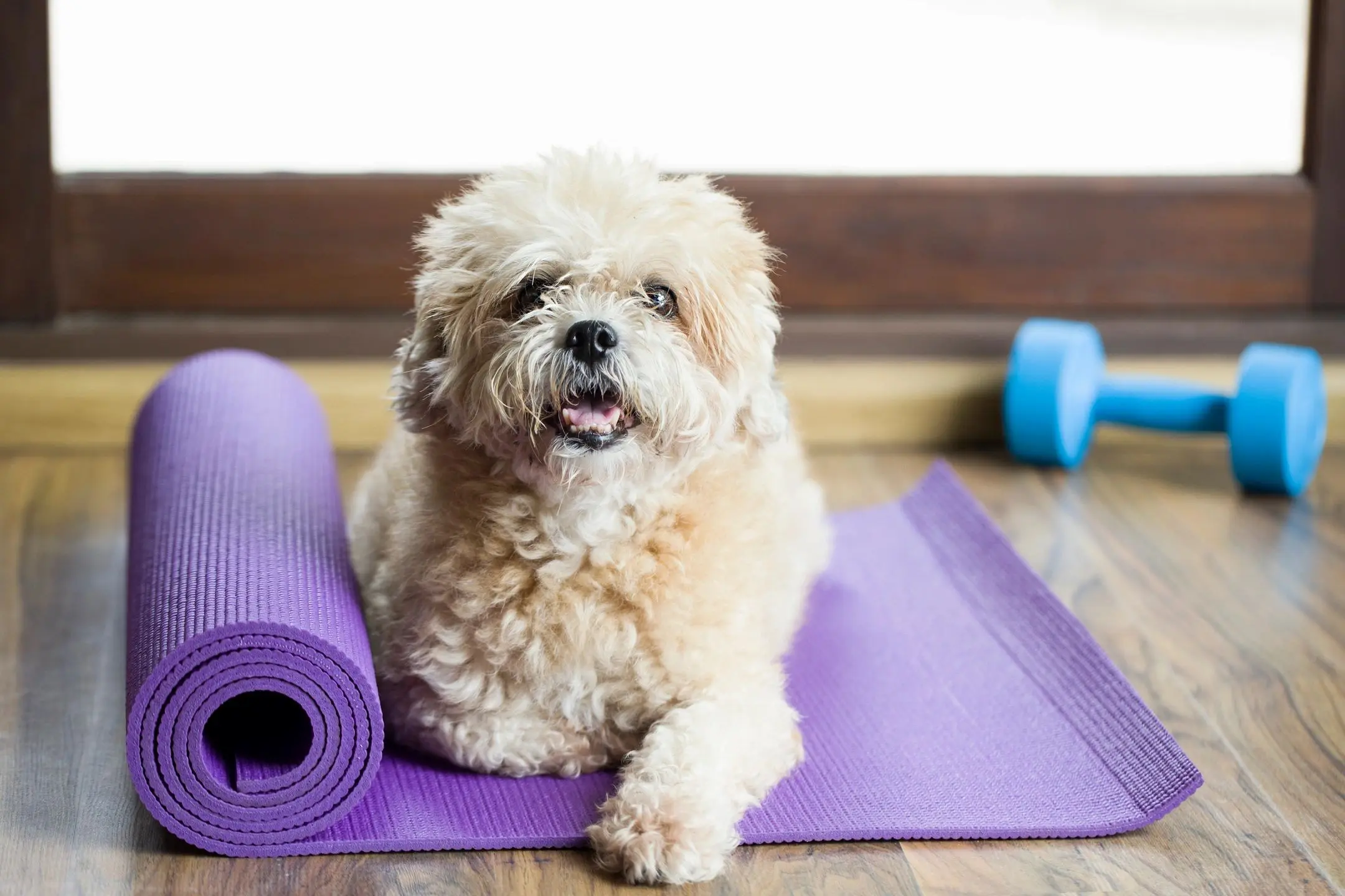 Fluffy dog on purple yoga mat with dumbbell