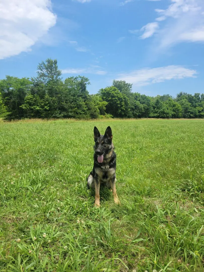 German shepherd sitting in grassy field