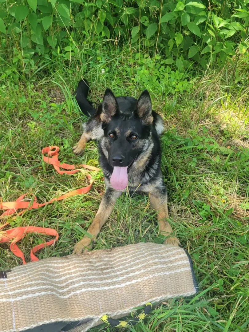 Black dog lying on grass with tongue out.