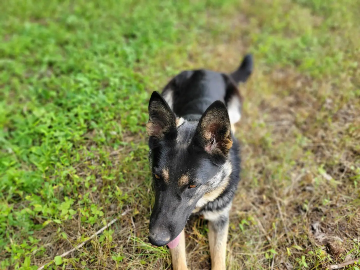 Black dog exploring a grassy outdoor area.