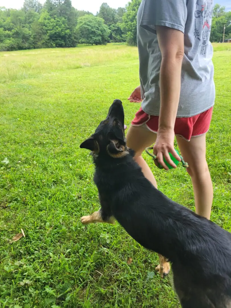 Dog looking up at person in grassy field.