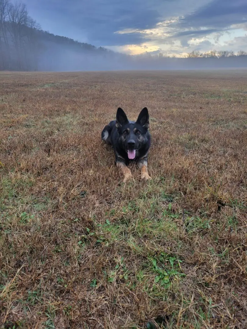 Happy black dog lying in a misty field.