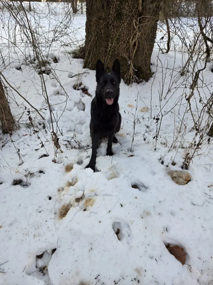 Black dog sitting in snowy woods