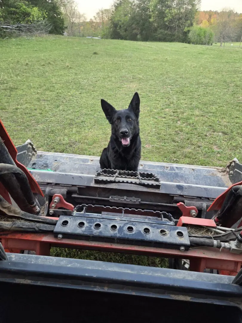 Black dog sitting behind farm machinery in field