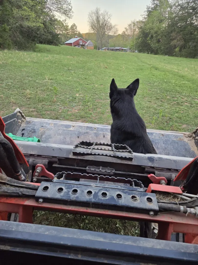 Black dog looking over grassy field toward barn