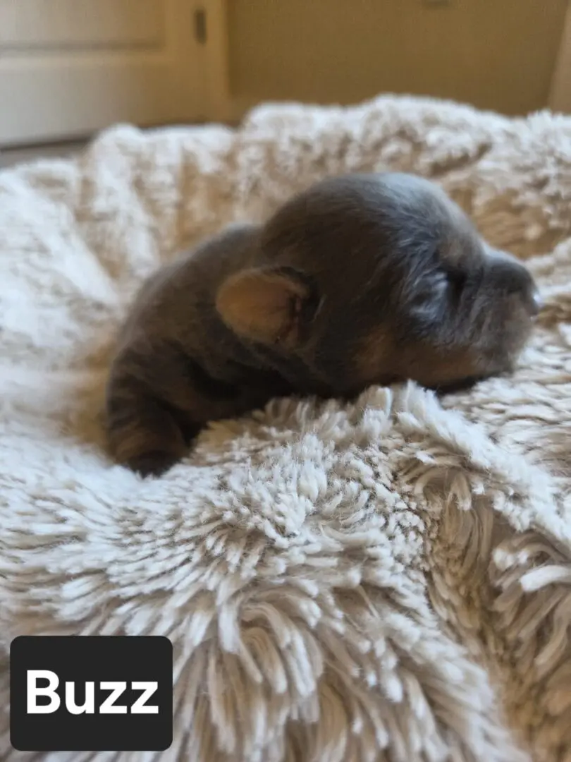 Tiny puppy sleeping on soft, fluffy blanket.