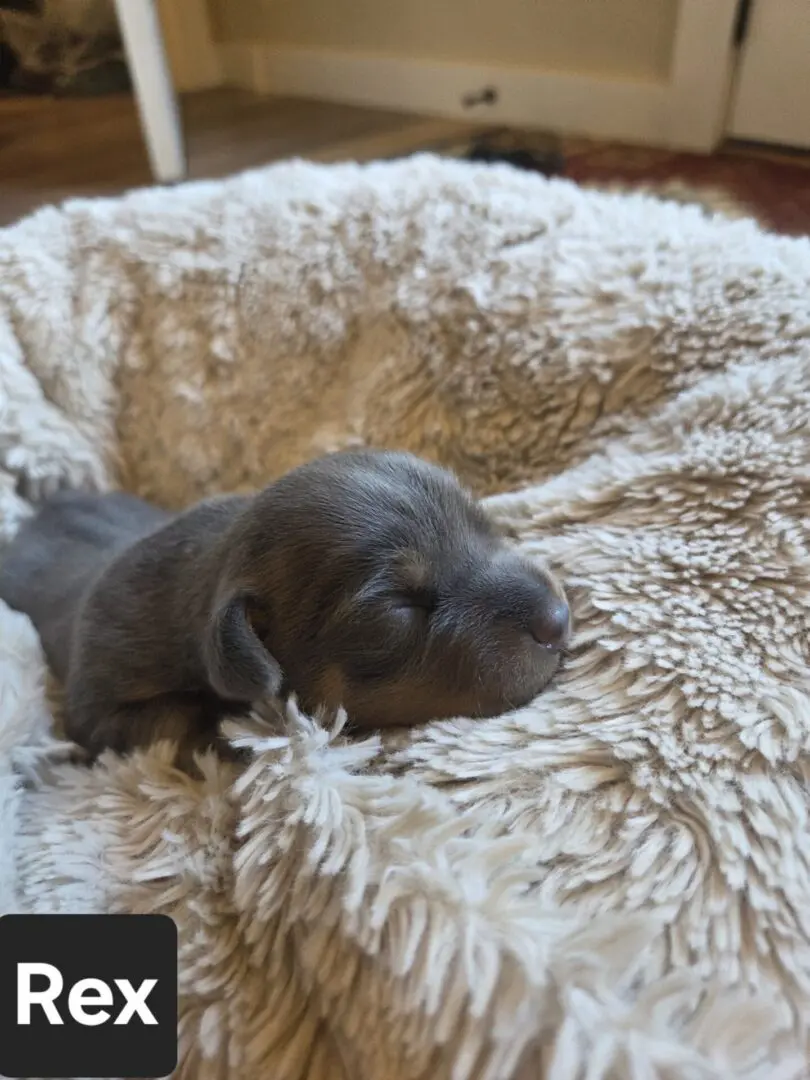 Sleeping puppy nestled in soft, fluffy bed.