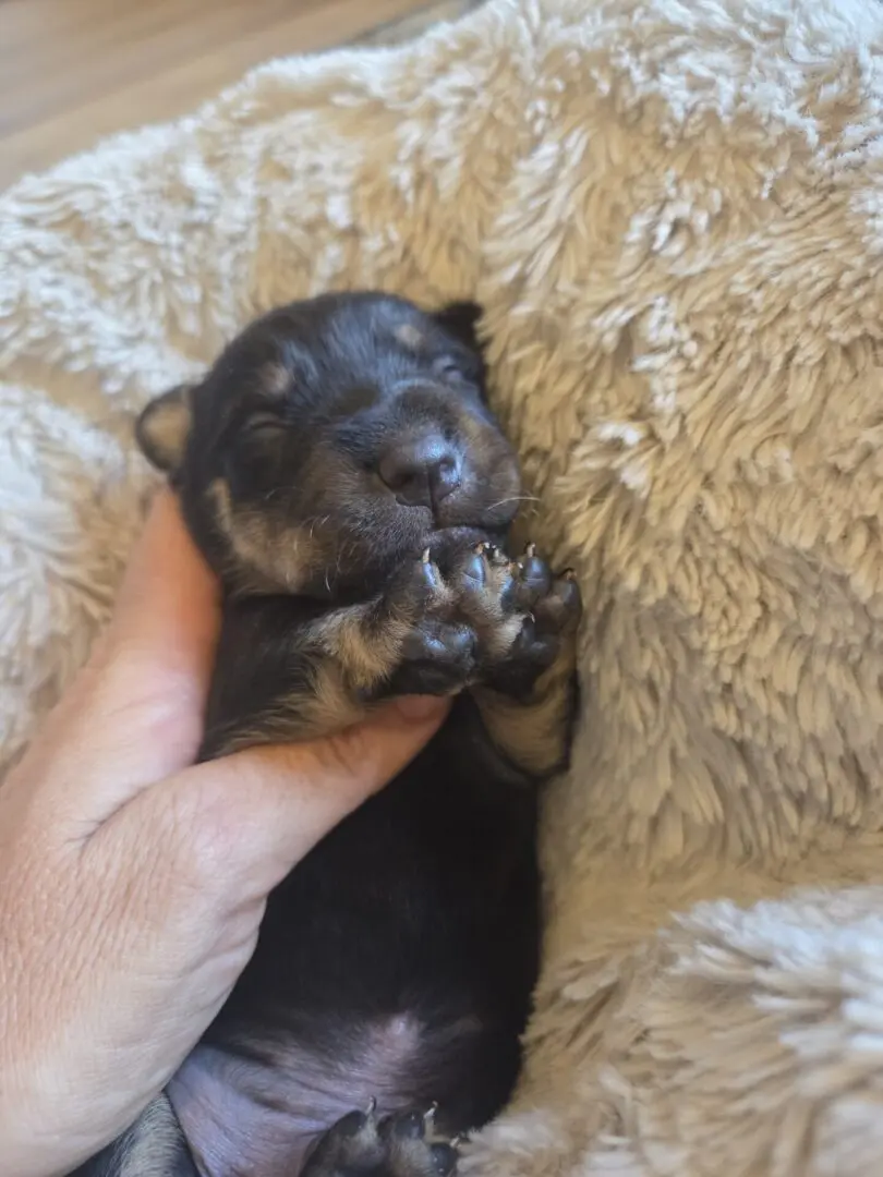 Sleeping puppy nestled in a cozy blanket.