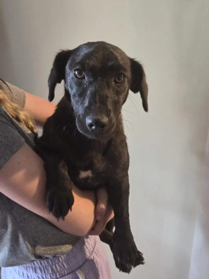 Small black dog being held gently