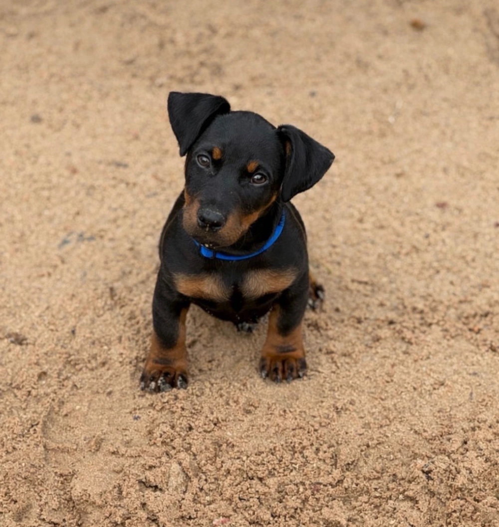 Puppy sitting on sand wearing blue collar.