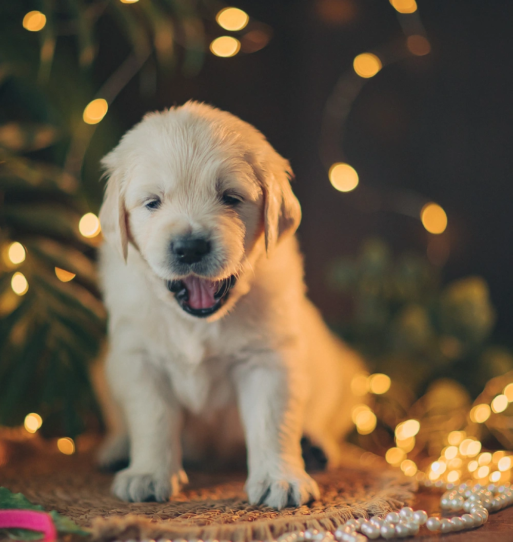 Yawning puppy surrounded by warm fairy lights.