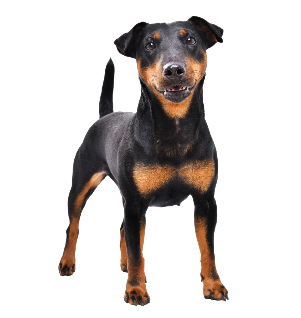 Black and tan dog standing and smiling
