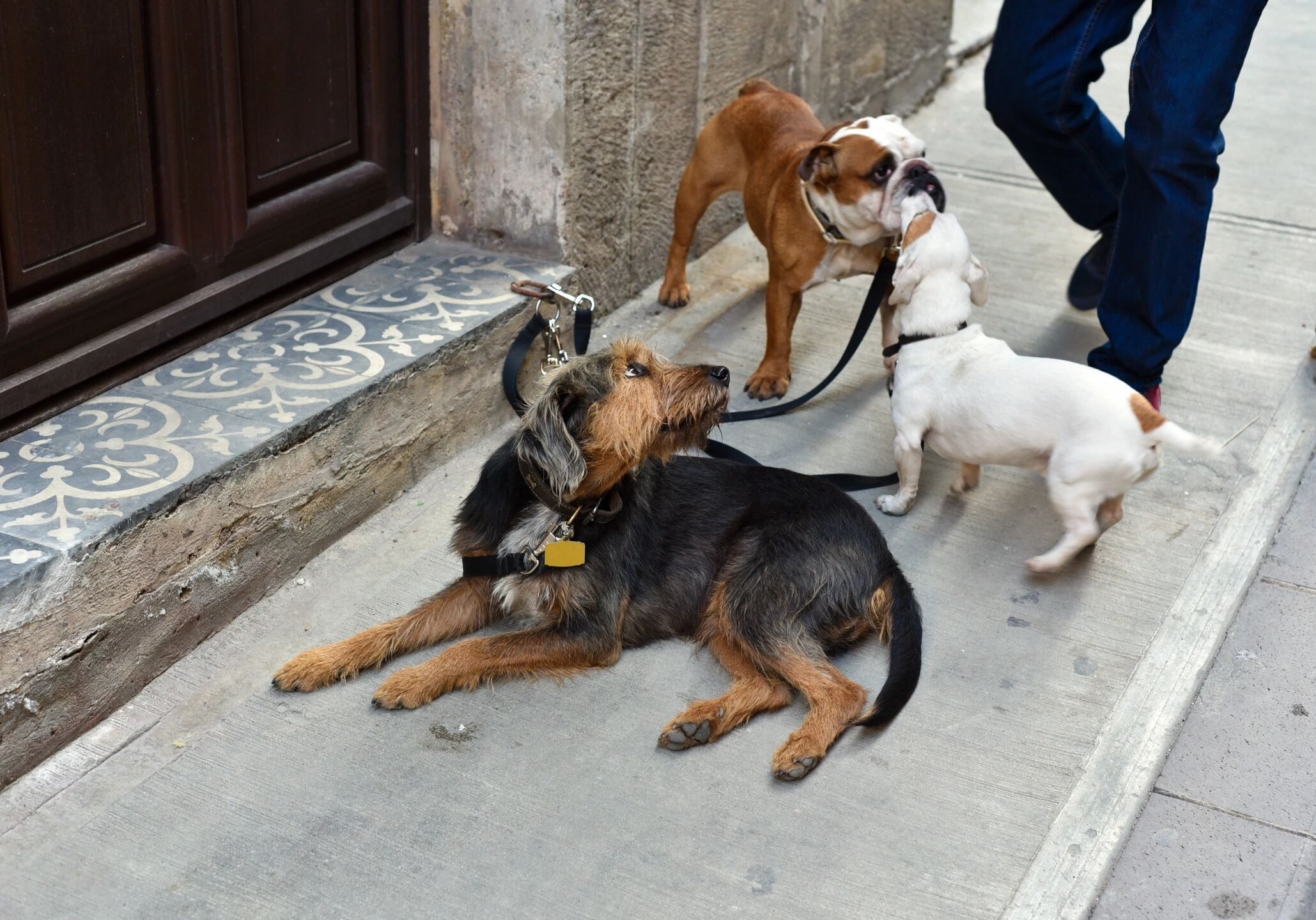 Three dogs interacting on a city sidewalk